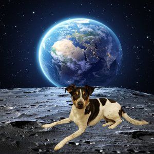 Meet your Posher, Joe